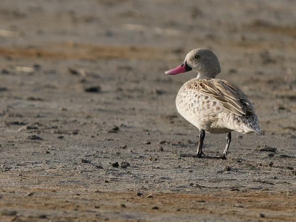 <h3><a href="/trips/tanzania/biota/animalia/chordata/aves/007 anseriformes/003 anatidae/anas capensis/anas capensis-nl.html">Anas&nbsp;capensis</a> / Cape&nbsp;teal / Kaapse&nbsp;taling</h3>OM-1 Mark II met OLYMPUS M.150-400mm F4.5, 1/2000 sec  bij F4.5, ISO 800, afstand 31.0&nbsp;m